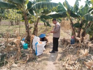 Wujud Ketahanan Pangan, Personil Polsek Baureno Dampingi Petani Jagung