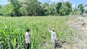 Polri Hadir di Tengah Petani Jagung